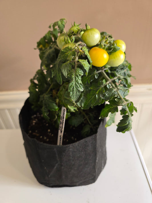 Gourmandise Yellow Micro Dwarf Tomato Seeds (15 seeds)