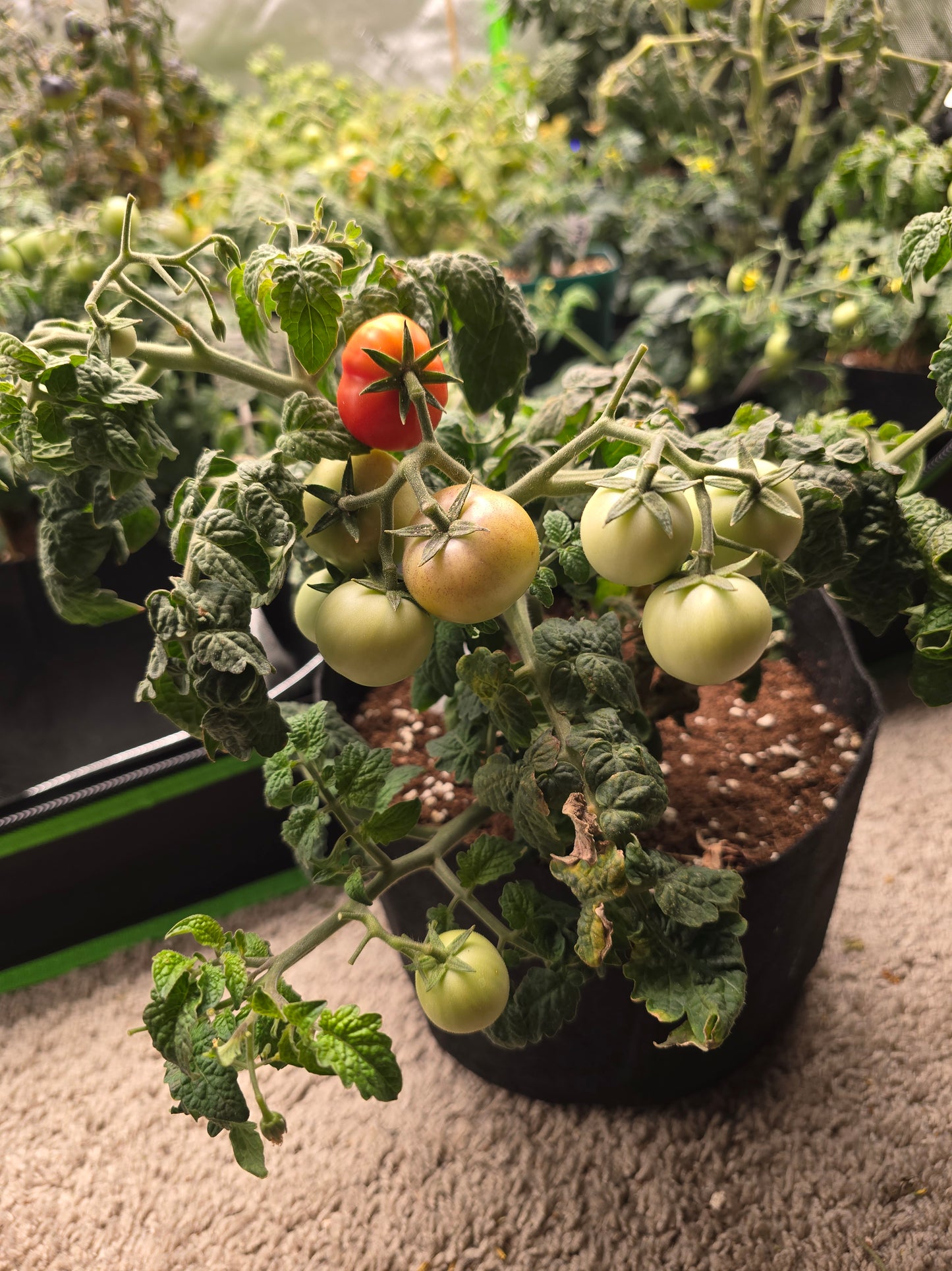 Super Bunny Micro Dwarf Tomato Seeds (15 seeds)