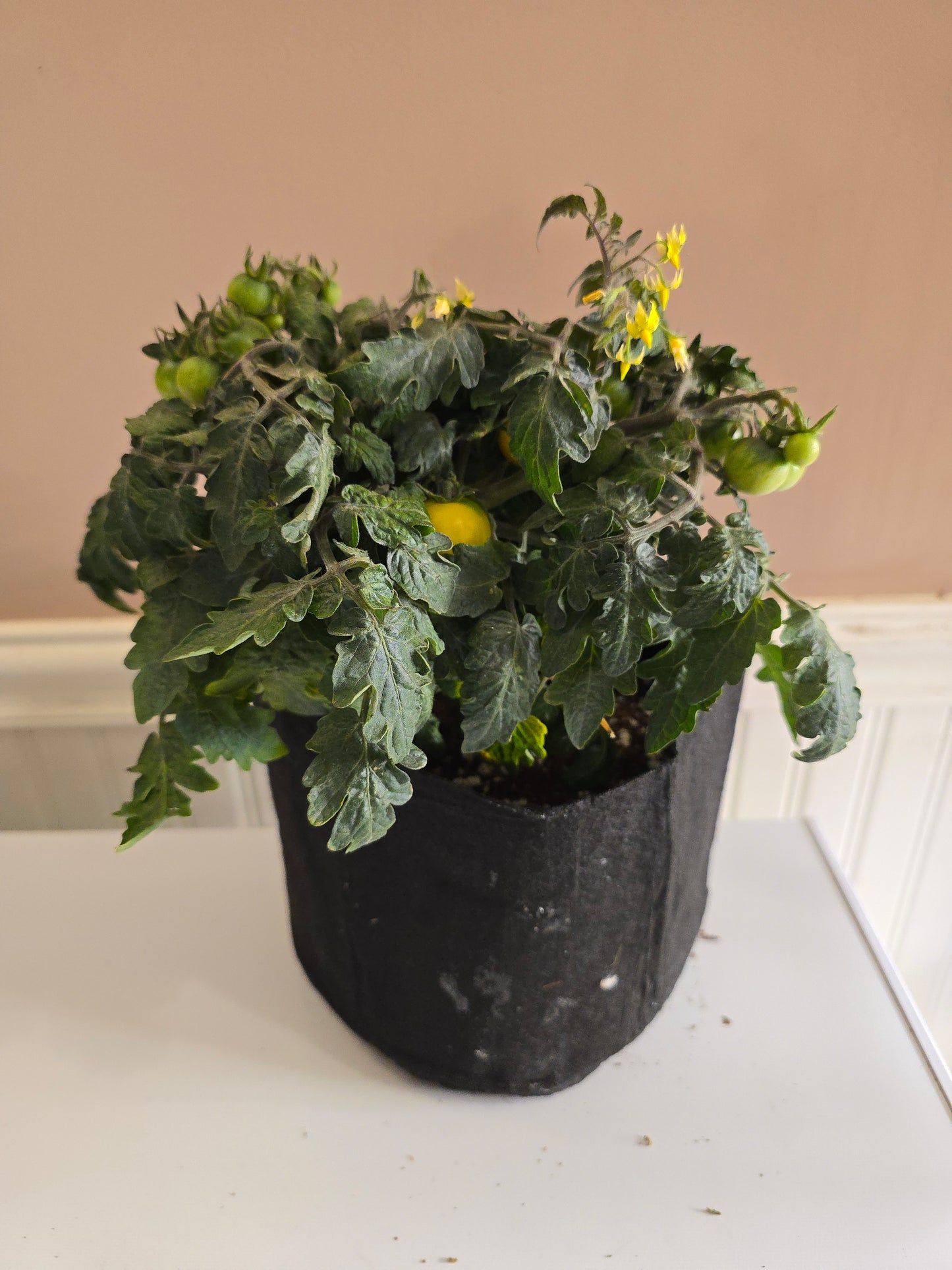 Gourmandise Yellow Micro Dwarf Tomato Seeds (15 seeds)