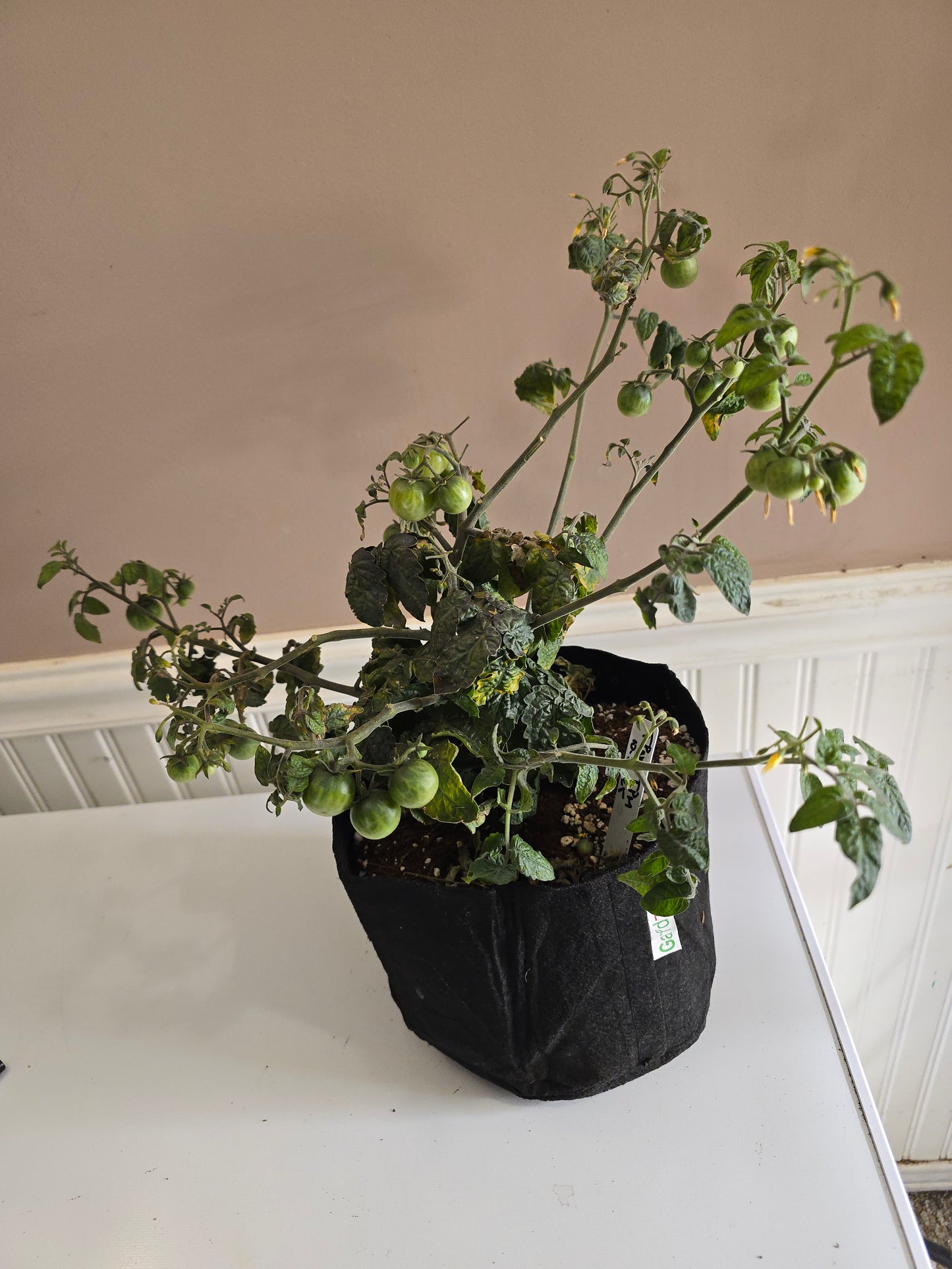 Tiny Tim Micro Dwarf Tomato Seeds (15 seeds)