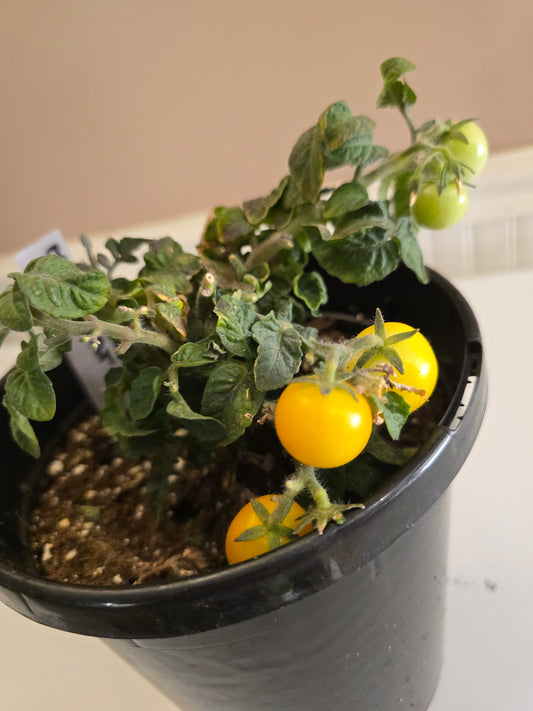 Orange Hat Micro Dwarf Tomato Seeds (15 seeds)