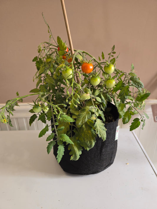 Eva Micro Dwarf Tomato Seeds (15 seeds)