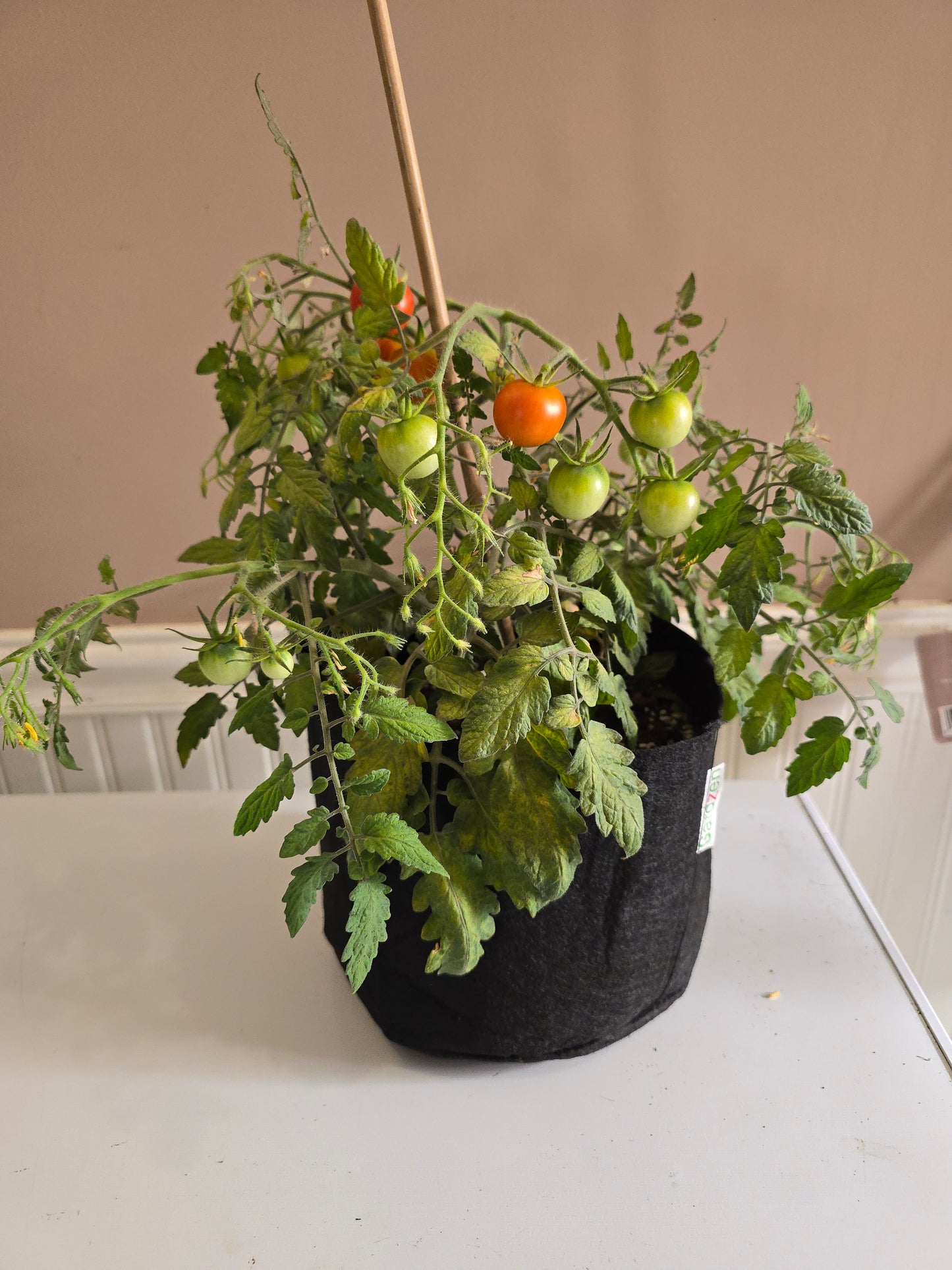 Eva Micro Dwarf Tomato Seeds (15 seeds)