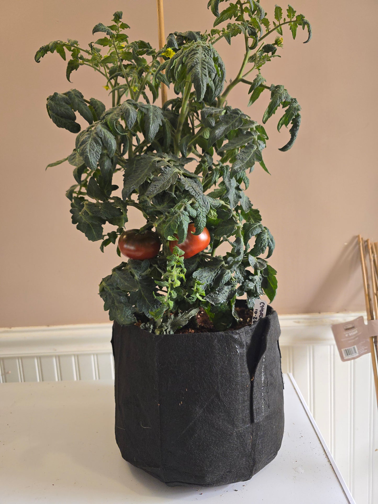 Chocolate Champion Dwarf Tomato Seeds (15 seeds)