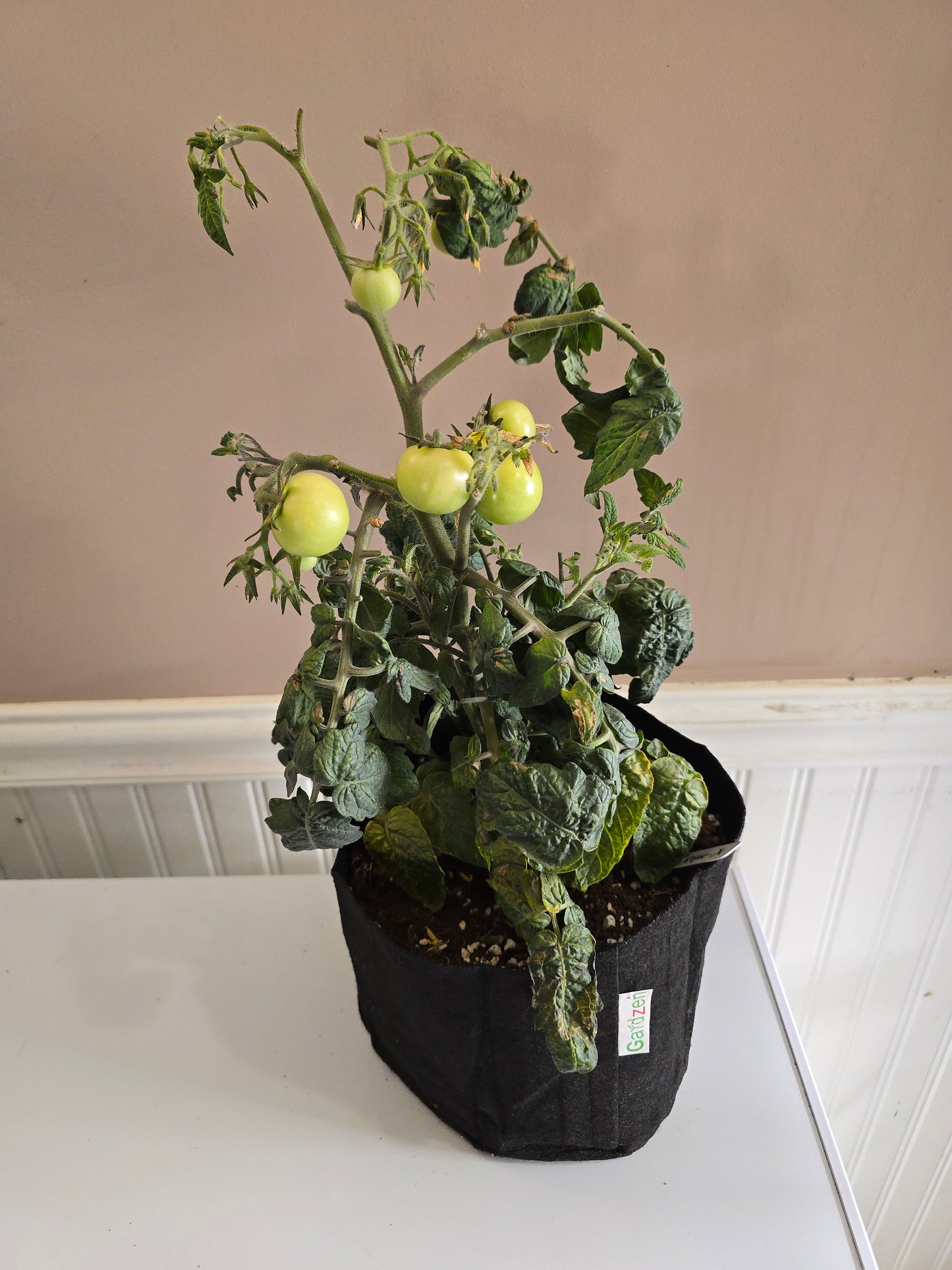 X-Mas Tree Micro Dwarf Tomato Seeds (15 seeds)