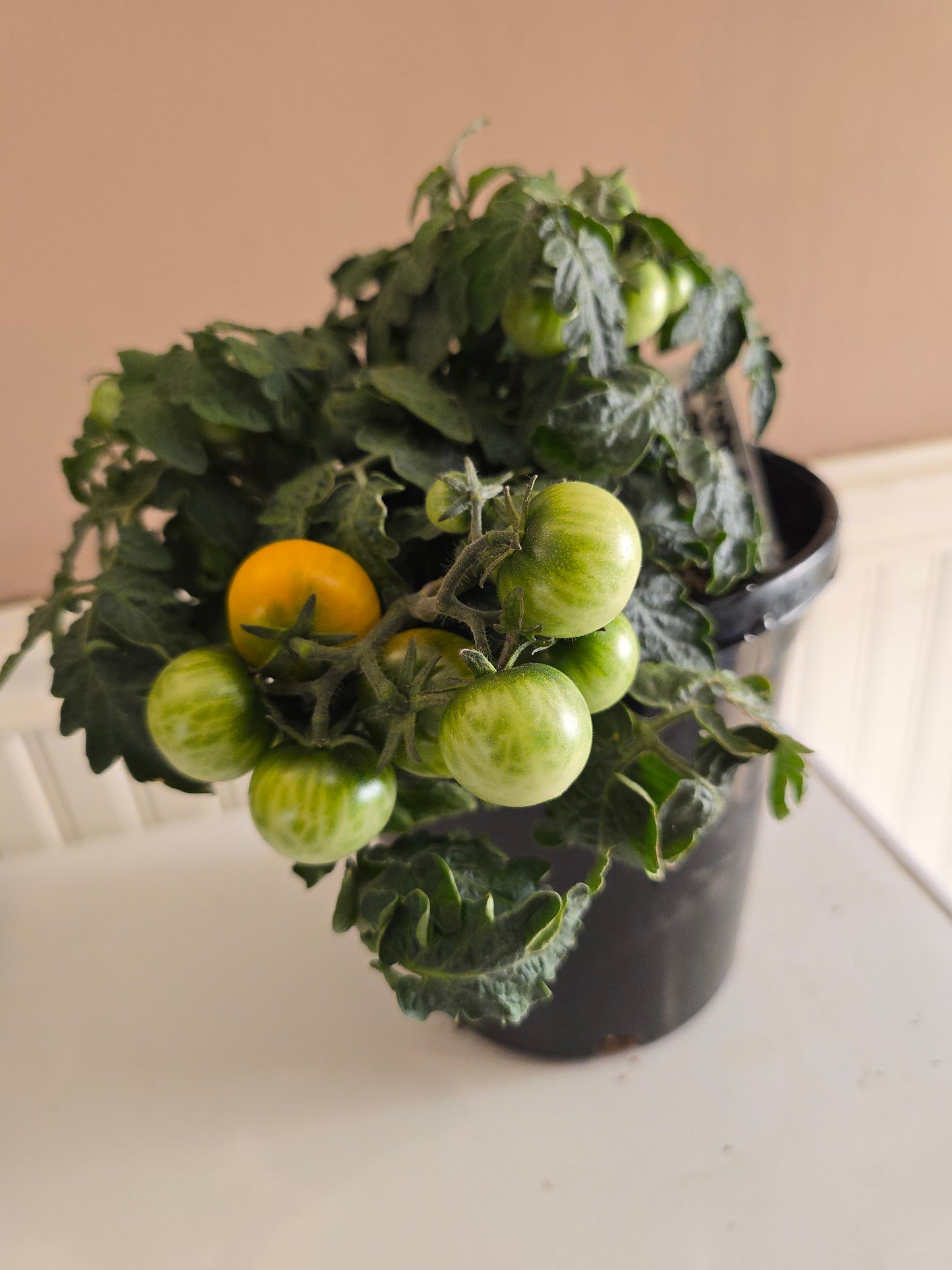 Balcony Elo F2 Micro Dwarf Tomato Seeds (15 seeds)