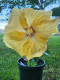 Two Tickets to Paradise Hibiscus 4" Starter Plant