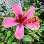 Fiji Island Hibiscus 4" Starter Plant