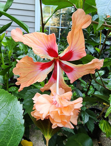 Peach Poodle Hibiscus 4" Starter Plant