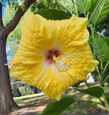 Two Tickets to Paradise Hibiscus 4" Starter Plant