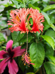 Japanese Lantern Hibiscus 4" Starter Plant