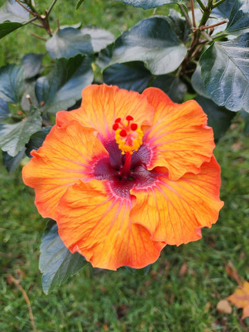 Hibiscus Seeds (Unknown x Sunset Boulevard) - 5 seeds