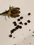 Hibiscus Seeds (Sunset Boulevard x Unknown)
