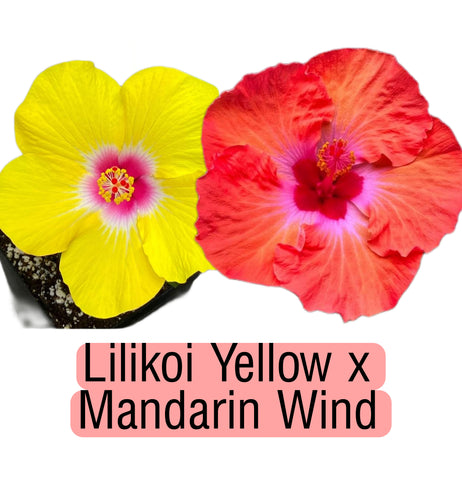 Tropical Hibiscus Cross (Lilikoi Yellow x Mandarin Wind) 4" Starter Plant