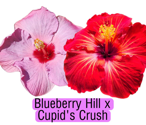 Tropical Hibiscus Cross (Blueberry Hill x Cupid's Crush ) 3.5" Pot Starter Plant