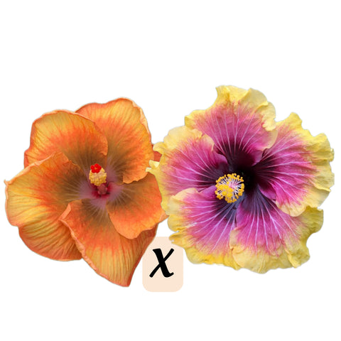 Tropical Hibiscus Cross (Burn Out x Bright Hope) 4" Starter Plant