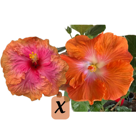 Tropical Hibiscus Cross (Ever Onward x Arc De Triomphe) 4" Starter Plant
