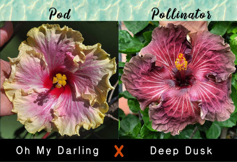 Tropical Hibiscus Cross (Oh My Darling x Deep Dusk) 4" Starter Plant
