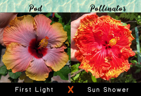 Tropical Hibiscus Cross (First Light x Sun Shower) 4" Starter Plant