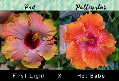 Tropical Hibiscus Cross (First Light x Hot Babe) 4" Starter Plant