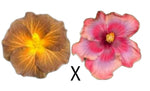 Tropical Hibiscus Cross (Zeak Jackson x T. Pele's Rainbow) 3.5" Pot Starter Plant