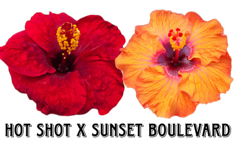 Hibiscus Seeds (Hot Shot x Sunset Boulevard) - 4 seeds