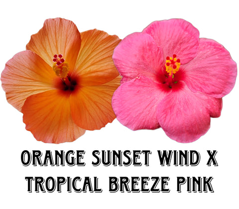 Hibiscus Seeds (Orange Sunset Wind x Tropical Breeze Pink) - 3 seeds
