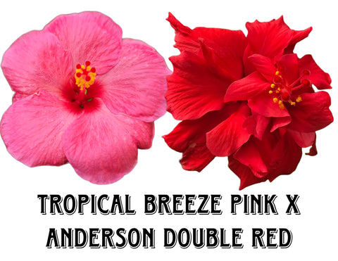 Hibiscus Seeds (Tropical Breeze Pink x Anderson Double Red) - 5 seeds