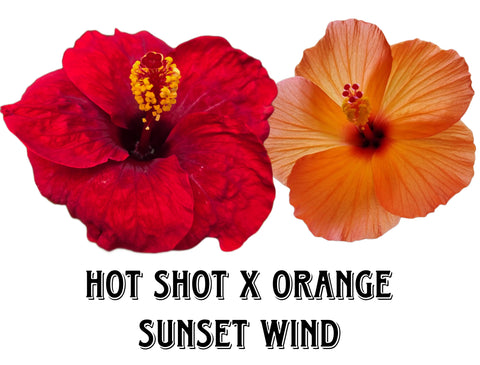 Hibiscus Seeds (Hot Shot x Orange Sunset Wind) - 4 seeds