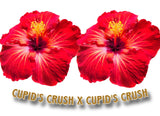 Hibiscus Seeds (Cupid's Crush x Cupid's Crush) F1 - 5 seeds