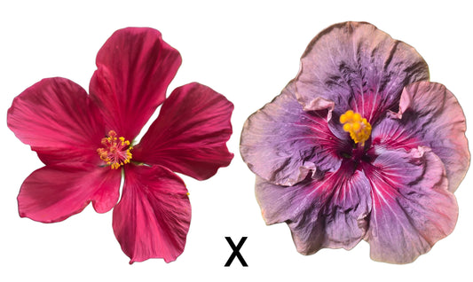 Hibiscus Seeds (W-1 x Bodacious Burgandy) - 4 seeds