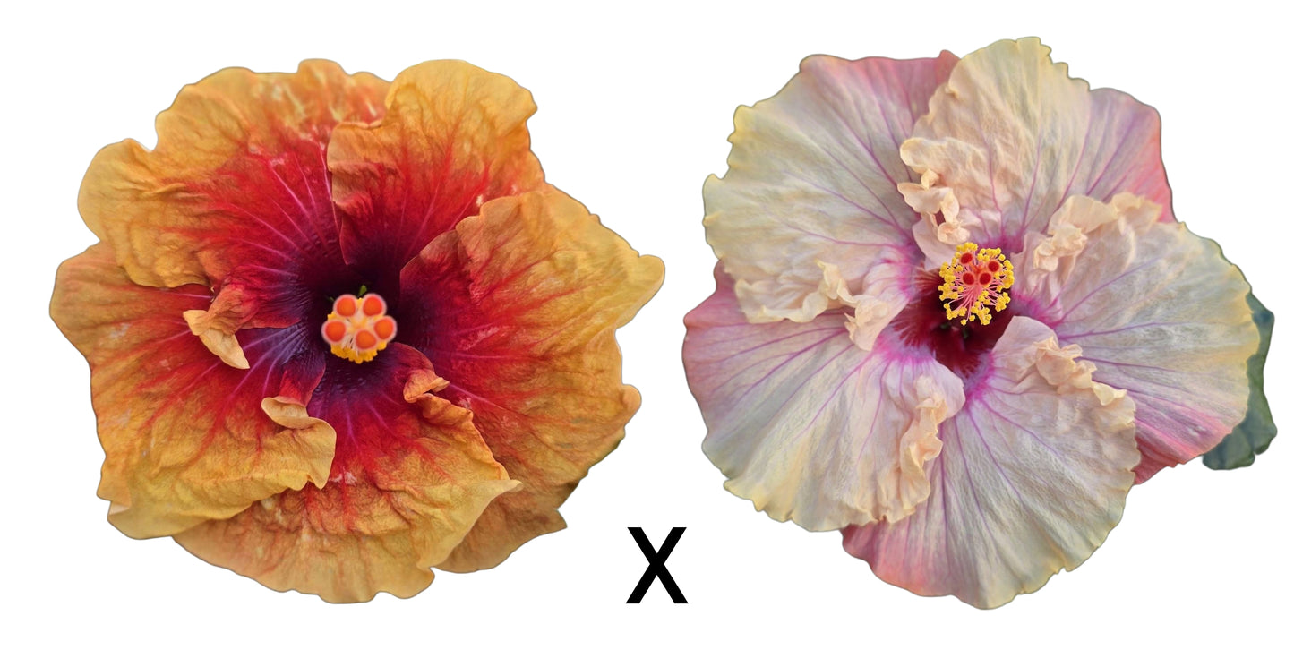 Hibiscus Seeds (Gypsy Rom x Free Spirit) - 2 seeds