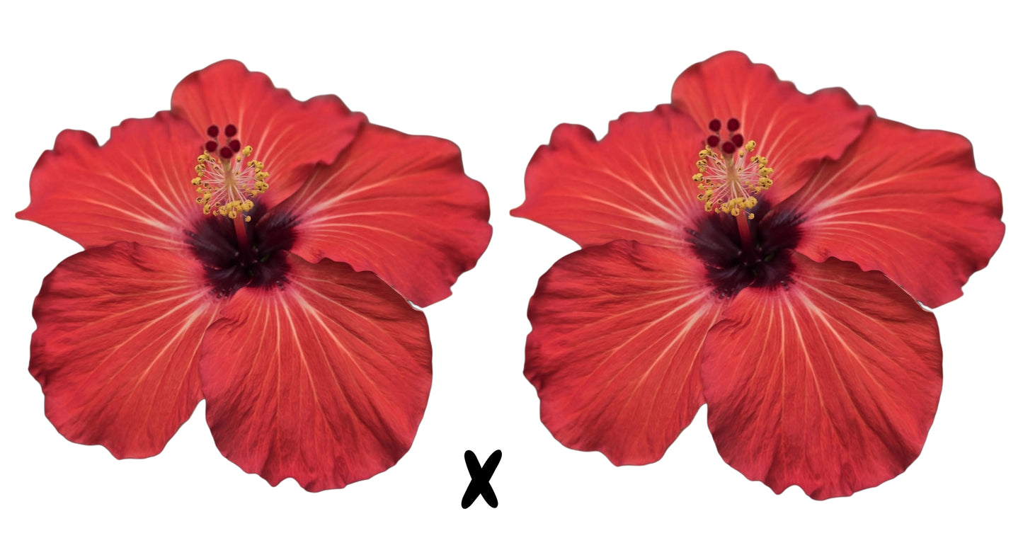 VALUE Hibiscus Seeds (Strawberry Crush x Strawberry Crush) - 5 seeds