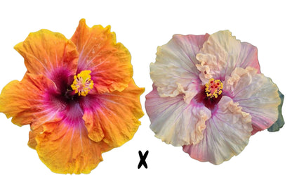 Hibiscus Seeds (Big Easy x Free Spirit) - 5 seeds