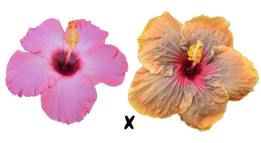 Hibiscus Seeds (Flamingo Crush x Vero's Soiree) - 5 seeds