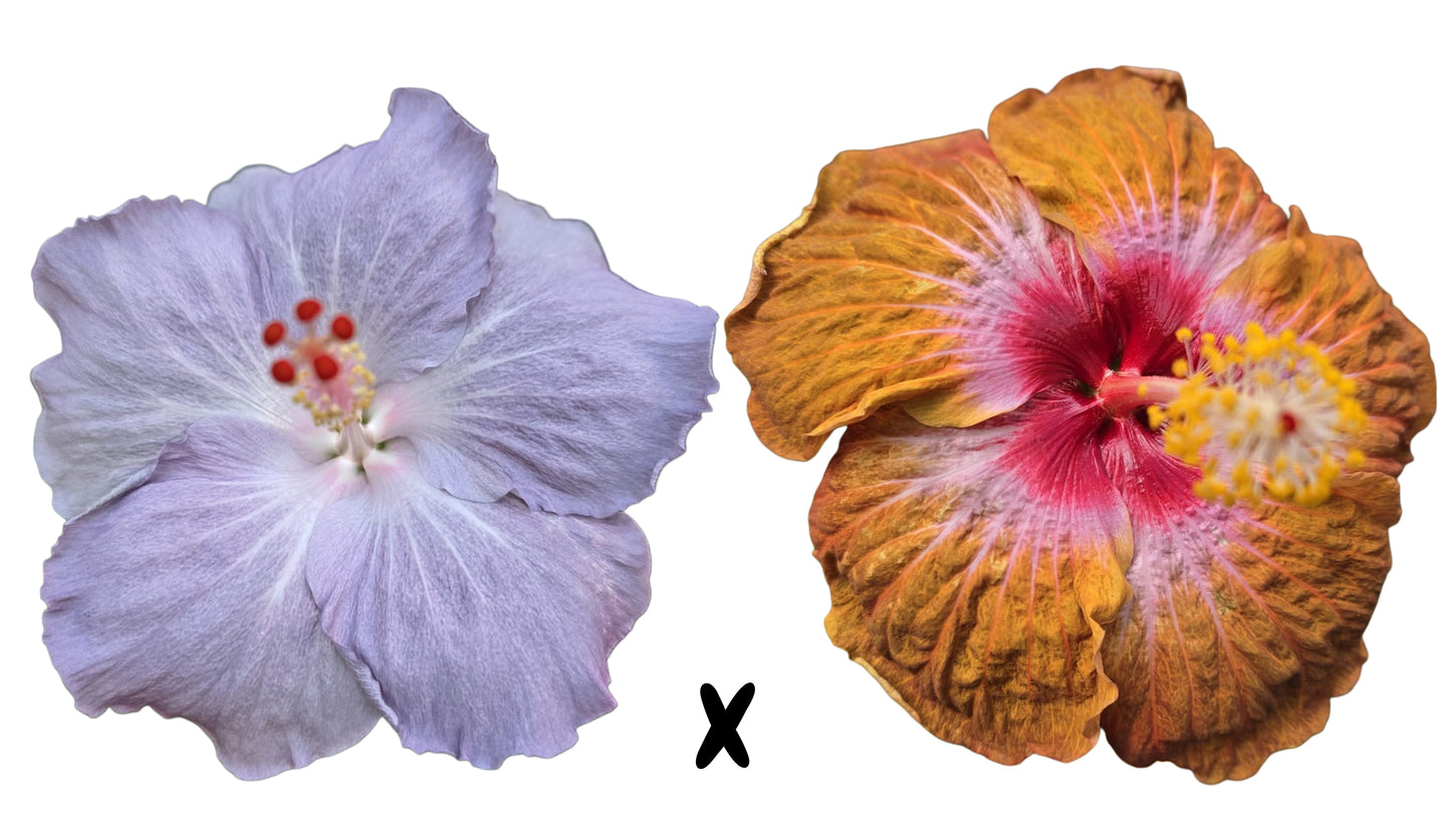 Hibiscus Seeds (Cajun Blue x Peanut Butter) - 5 seeds