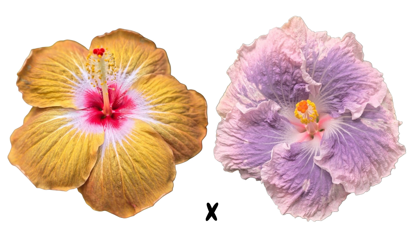 Hibiscus Seeds (Peanut Butter x Mountain Mist) - 5 seeds