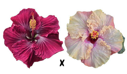 Hibiscus Seeds (Black Dragon x Free Spirit) - 2 seeds