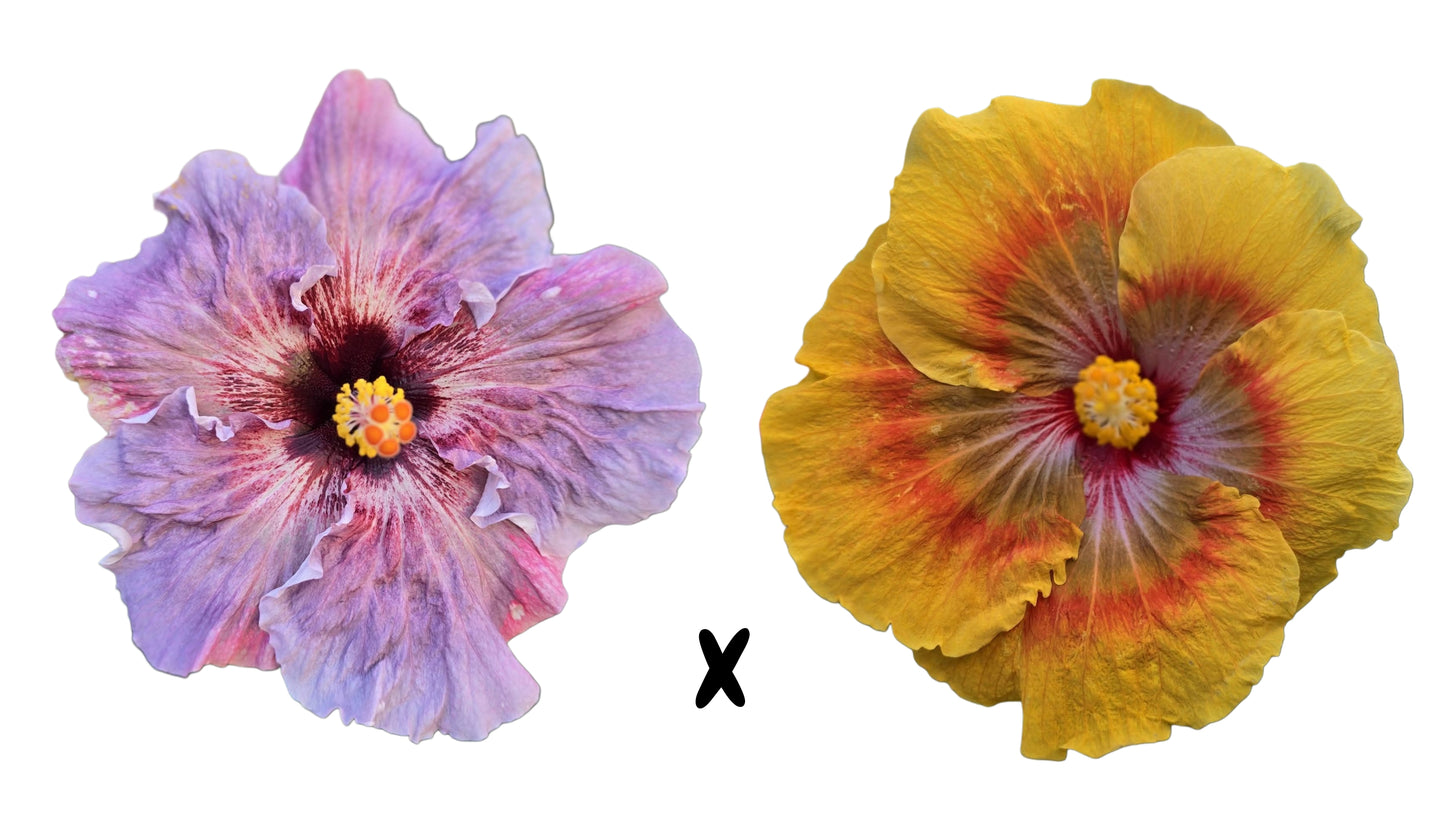 Hibiscus Seeds (Fire and Ice x Tahitian Orange Rainbow) - 5 seeds