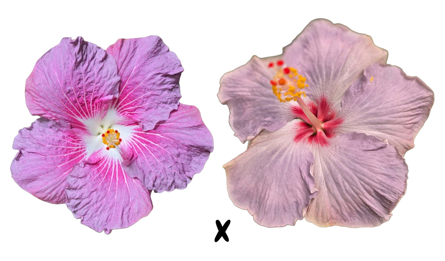 Hibiscus Seeds (Stargazer x Cajun Blue Star) - 3 seeds