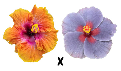 Hibiscus Seeds (Big Easy x Caribbean Passion) - 3 seeds