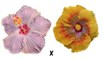 Hibiscus Seeds (Cajun Blue Star x Tahitian Orange Rainbow) - 5 seeds