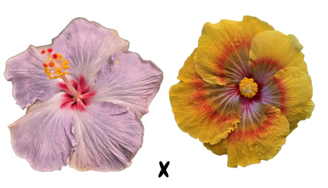 Hibiscus Seeds (Cajun Blue Star x Tahitian Orange Rainbow) - 5 seeds