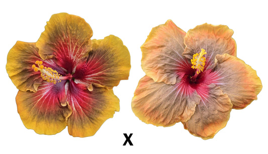 Hibiscus Seeds (Smauge x Vero's Soiree) - 5 seeds