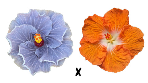 Hibiscus Seeds (Guille Azul x Orange Cappuccino) - 2 seeds