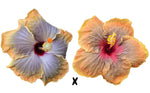 Hibiscus Seeds (Fifth Dimension x Vero's Soiree) - 5 seeds