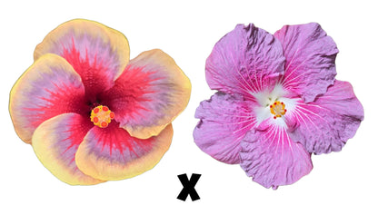 Hibiscus Seeds (Quazar x Stargazer) - 5 seeds