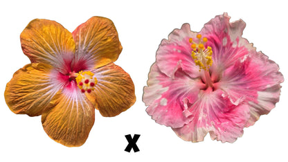 Hibiscus Seeds (Peanut Butter x Pink Ruffle) - 5 seeds