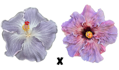 Hibiscus Seeds (Miss Vale Del Rio x Fire and Ice) - 4 seeds