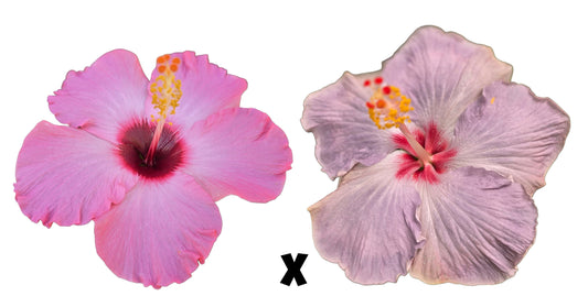 Hibiscus Seeds (Flamingo Crush x Cajun Blue Star) - 3 seeds